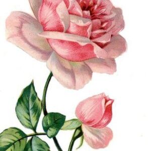 Meet your Posher, Sally